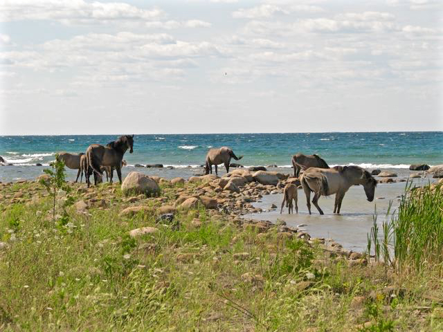 Sorraia Mustang Horses